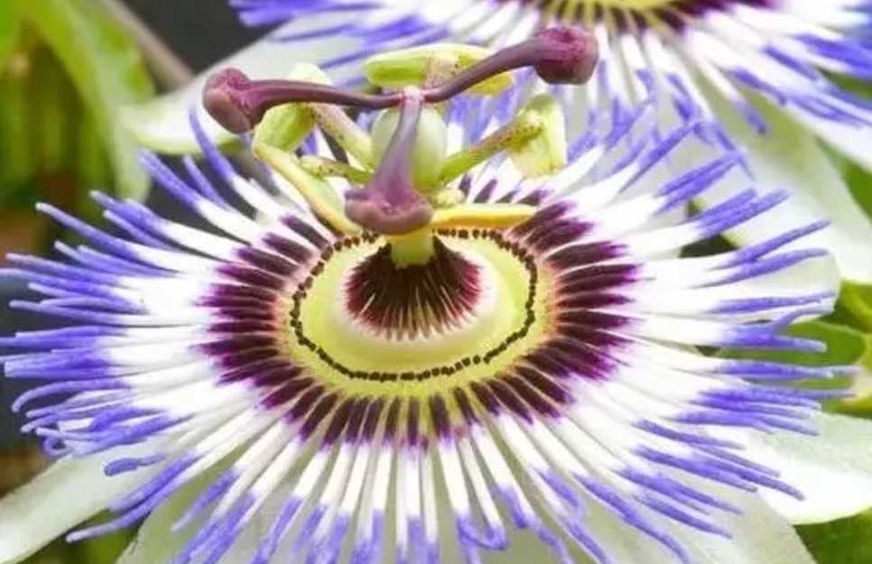 The Alluring and Versatile Passion Fruit: A Tropical Delight