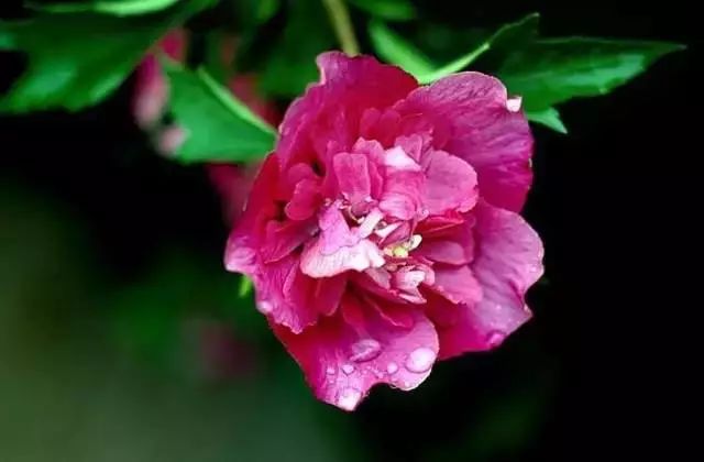 The Alluring Hibiscus: A Floral Marvel with Global Appeal