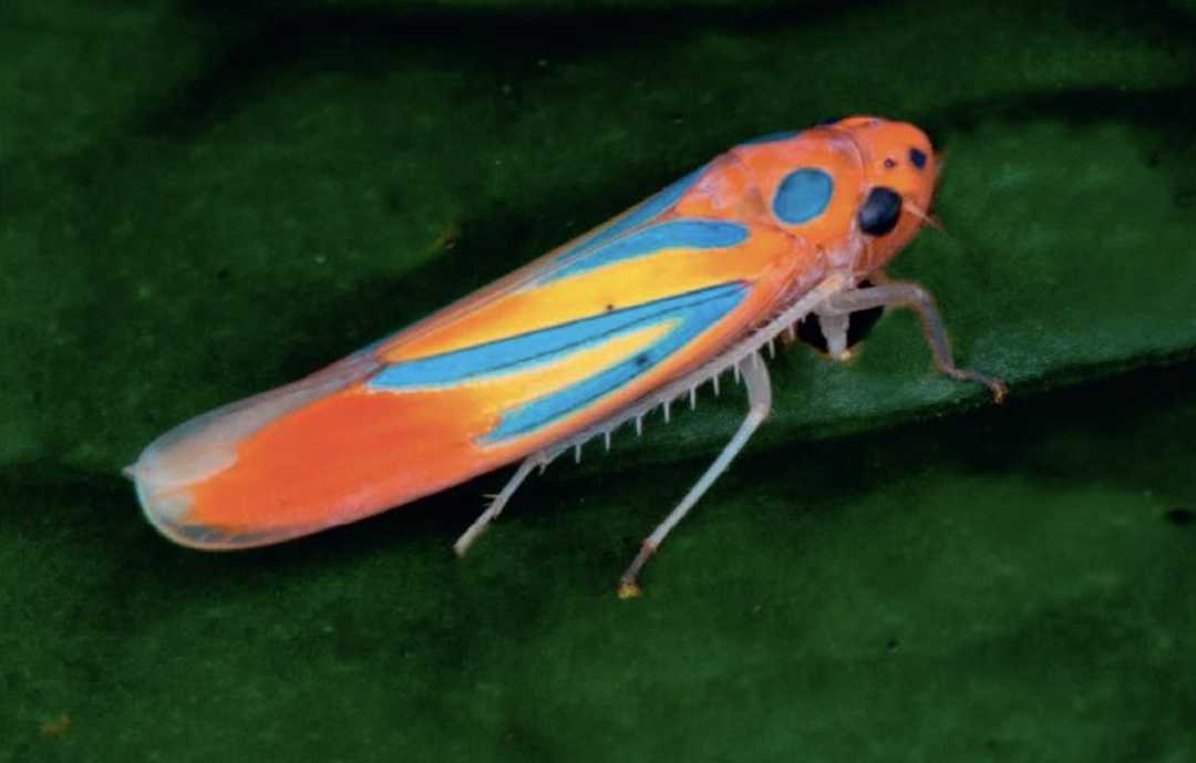 Madagascar's Vibrant Leafhopper: A Living Canvas of Blue, Yellow, and Orange
